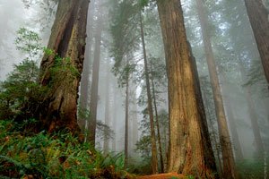 Производственная фирма «Лесинвест» пиломатериалы оптом и в розницу